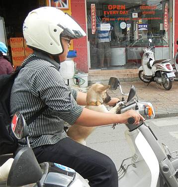 Dog on a motorcycle